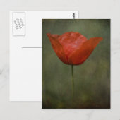 Mohn-Postkarte Postkarte (Vorne/Hinten)