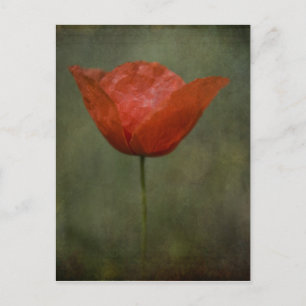 Mohn-Postkarte Postkarte