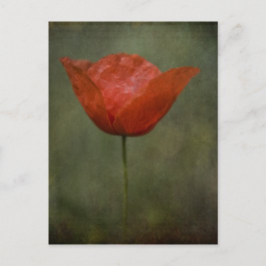 Mohn-Postkarte Postkarte (Vorderseite)