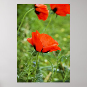 Mohn Rahmen Druck Poster