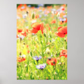 Mohn Traum Poster (Vorne)