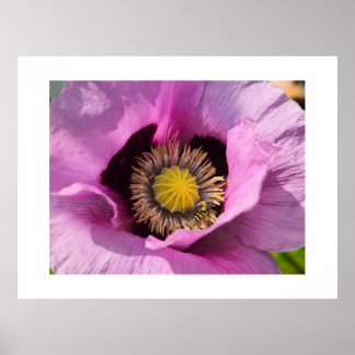 Mohn und ein Insekt Poster
