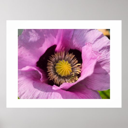 Mohn und ein Insekt Poster (Vorne)