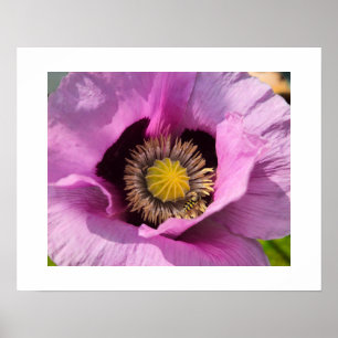 Mohn und ein Insekt Poster