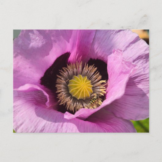 Mohn und ein Insekt Postkarte (Vorderseite)