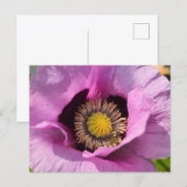Mohn und ein Insekt Postkarte (Vorne/Hinten)