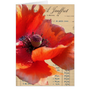Mohn und Eintagsfliege Digitale Kunst
