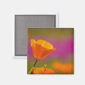 Mohn und Rosa Magnet (Vorderseite/Rückseite)