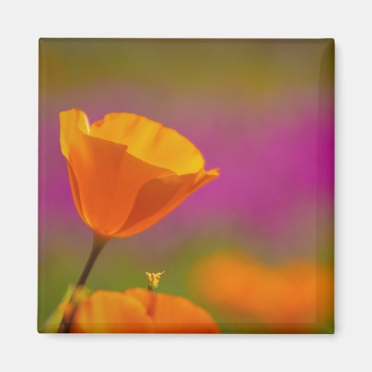 Mohn und Rosa Magnet (Vorne)