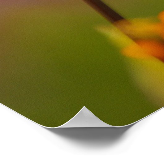 Mohn und Rosa Poster (Ecke)