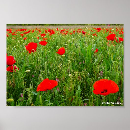 Mohn und Wildblumen Poster (Vorne)