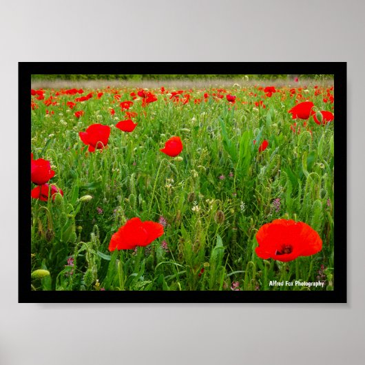 Mohn und Wildblumen Poster (Vorne)