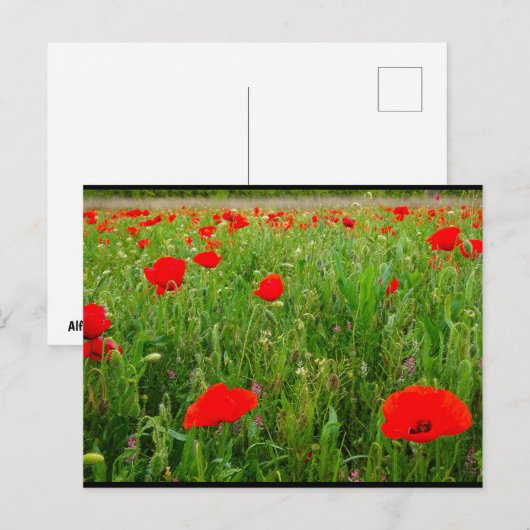 Mohn und Wildblumen Postkarte (Vorne/Hinten)