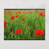Mohn und Wildblumen Postkarte (Vorderseite)