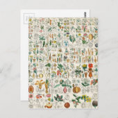 Mohn, Violett-Pflanze Postkarte