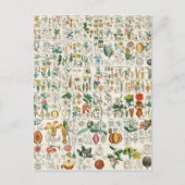 Mohn, Violett-Pflanze Postkarte (Vorderseite)