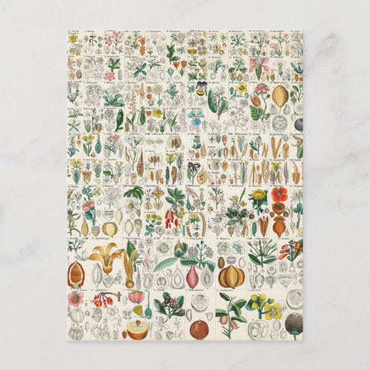 Mohn, Violett-Pflanze Postkarte