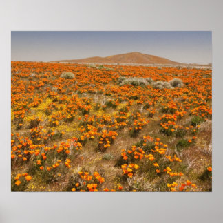 Mohn-Wildblume in Kalifornien Poster