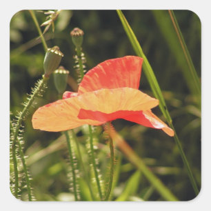 Mohnaufkleber Quadratischer Aufkleber