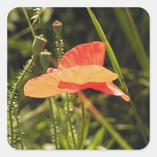 Mohnaufkleber Quadratischer Aufkleber (Vorderseite)