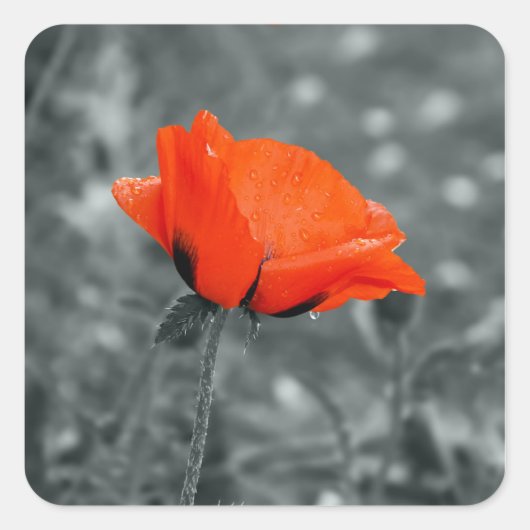 Mohnaufkleber Quadratischer Aufkleber (Vorderseite)