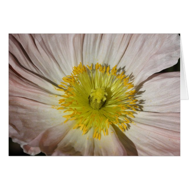 Mohnblume (Vorderseite (Horizontal))