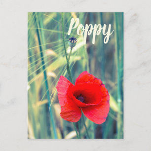 Mohnblume Blume für Gärtner und Blütengeschenk Feiertagspostkarte
