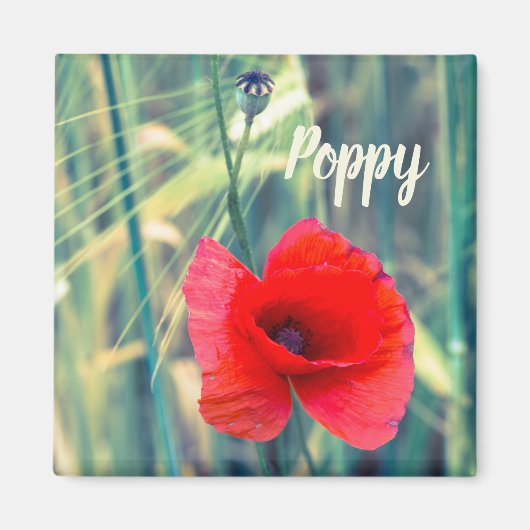 Mohnblume Blume für Gärtner und Blütengeschenk Magnet (Vorne)