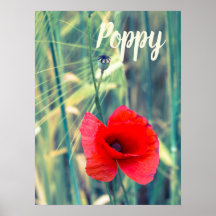 Mohnblume Blume für Gärtner und Blütengeschenk