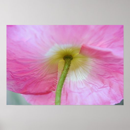 Mohnblume Blume unter Petals Fotokunst drucken Poster (Vorne)