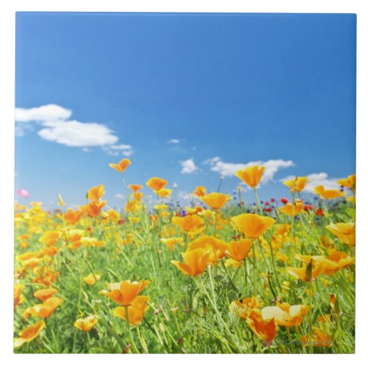 Mohnblume-Feld 2 Fliese (Vorderseite)