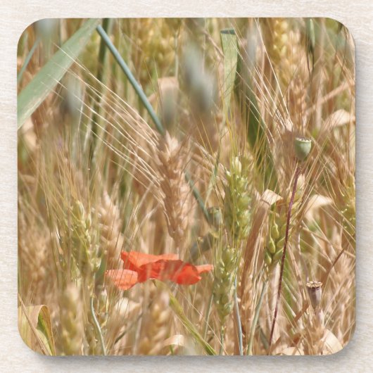 Mohnblume in den harten PlastikUntersetzer eines Untersetzer (Vorderseite)