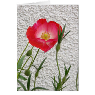 Mohnblume notelet