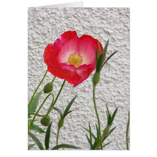 Mohnblume notelet (Vorne)