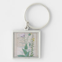 Mohnblume und Figwort