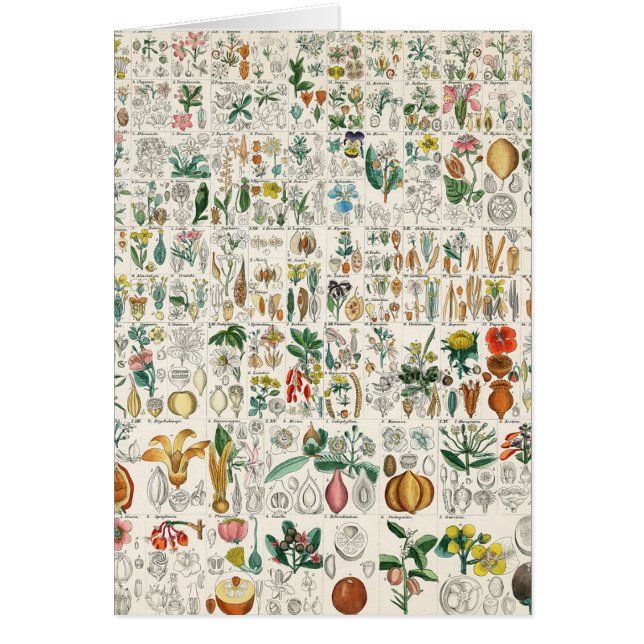 Mohnblume, violette Pflanzen-Klassifikationen (Vorne)