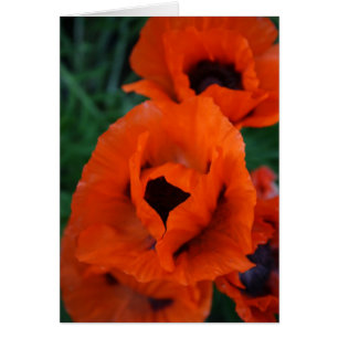 Mohnblumen