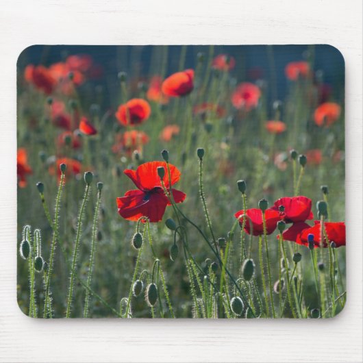 Mohnblumen auf einem Feld Mousepad (Vorne)