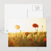 Mohnblumen bei Sonnenlicht Postkarte (Vorne/Hinten)