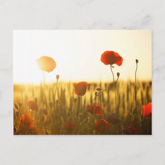 Mohnblumen bei Sonnenlicht Postkarte (Vorderseite)