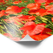 Mohnblumen Blume unter alten Olivenbäumen Fotodruck (Ecke)