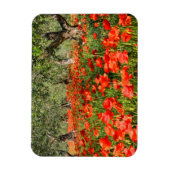 Mohnblumen Blume unter alten Olivenbäumen Magnet (Vertikal)