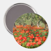 Mohnblumen Blume unter alten Olivenbäumen Magnet (Vorderseite/Rückseite)