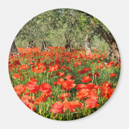 Mohnblumen Blume unter alten Olivenbäumen Magnet