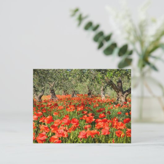 Mohnblumen Blume unter alten Olivenbäumen Postkarte (Stehend Vorderseite)