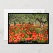 Mohnblumen Blume unter alten Olivenbäumen Postkarte (Vorne/Hinten)