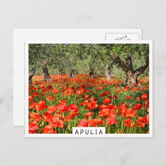 Mohnblumen Blume unter alten Olivenbäumen Postkarte (Vorne/Hinten)