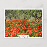 Mohnblumen Blume unter alten Olivenbäumen