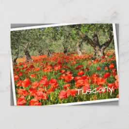 Mohnblumen Blume unter alten Olivenbäumen Postkarte