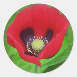 Mohnblumen-Blumen-Aufkleber Runder Aufkleber